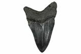 Serrated, Fossil Megalodon Tooth - South Carolina #341429-1